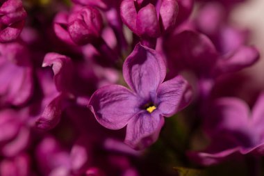 Canlı mor leylak çiçekleri yakın çekim. Soyut romantik yumuşak odaklı çiçek arkaplanı.