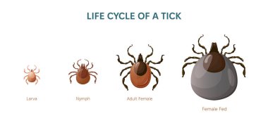 Mite vektör çizimi. Tik böceğinin yaşam döngüsü. Larva, peri ve yetişkin böcek seti. Yetişkin beslenme hatası.