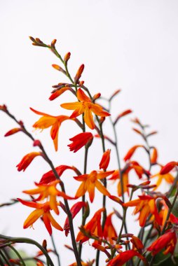 Yumuşak Beyaz Arkaplanda Turuncu Timsah Çiçekleri. Minimum Botanik Doğa Fotoğrafçılığı. Montbretia 'ya yakın çekim odaklı. Çiçek tasarımları, arka planlar ve mevsimlik dekorlar için mükemmel..