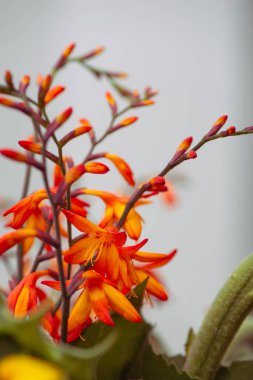 Yumuşak Beyaz Arkaplanda Turuncu Timsah Çiçekleri. Minimum Botanik Doğa Fotoğrafçılığı. Montbretia 'ya yakın çekim odaklı. Çiçek tasarımları, arka planlar ve mevsimlik dekorlar için mükemmel..