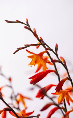 Yumuşak Beyaz Arkaplanda Turuncu Timsah Çiçekleri. Minimum Botanik Doğa Fotoğrafçılığı. Montbretia 'ya yakın çekim odaklı. Çiçek tasarımları, arka planlar ve mevsimlik dekorlar için mükemmel..