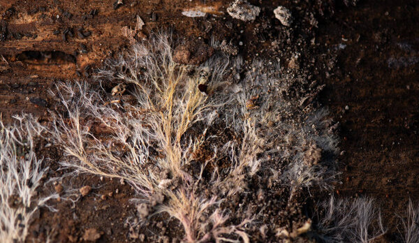 Fungal mycelium natural pattern on an old wooden surface. Fungal mycelium the vegetative part of a fungus, consisting of a network of fine white, yellowish, or slightly pinkish filaments.