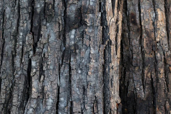 Ağaç Kabuğu Metnin Için Yer — Stok fotoğraf