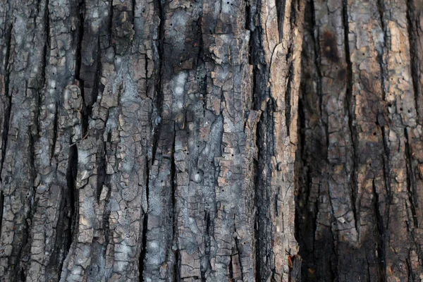 Corteza Árbol Lugar Para Texto —  Fotos de Stock