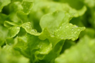 sulu marul yapraklarının üzerine damlalar