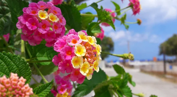 Pembe Lantana çiçekleri (Lantana camara L).)