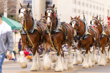 Laredo, Teksas, ABD - 19 Şubat 2022 Anheuser-Busch Washingtons Doğum Günü Geçidi, Budweiser Clydesdales bira vagonunu çekiyor