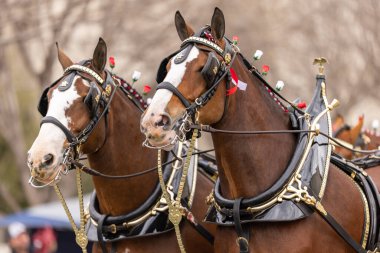 Laredo, Teksas, ABD - 19 Şubat 2022 Anheuser-Busch Washingtons Doğum Günü Geçidi, Budweiser Clydesdales bira vagonunu çekiyor