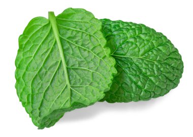 Fresh Mint leaves isolated on the white background. Mint leaf, peppermint close up.