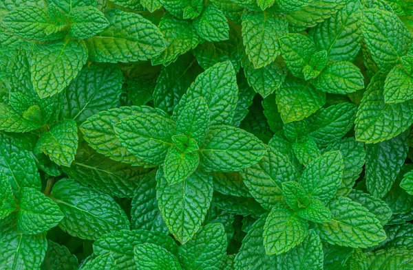 Mint leaves Pattern. Green Mint Plant Grow Background closeu