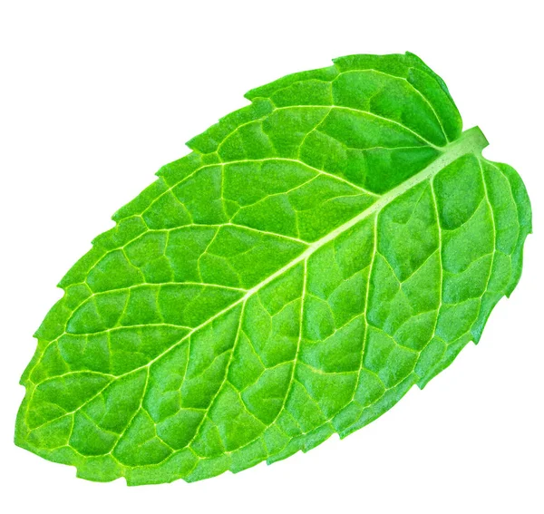 Frisches Grünes Minzblatt Isoliert Auf Weißem Hintergrund Draufsicht Flach Lag — Stockfoto