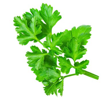 Maydanoz beyaz arka planda izole edilmiş. Taze yeşil vitamin maydanozlu bitki dolabı.