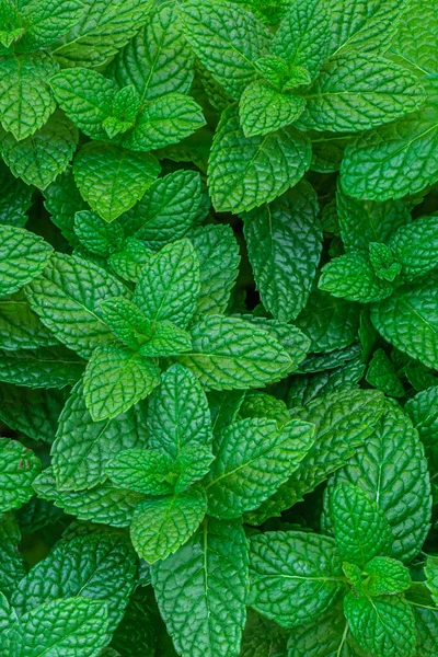 Mint Leaves Background Green Peppermint Leaves Pattern Layout Design Top — Stock Photo, Image