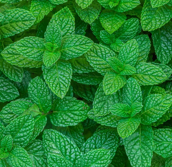 Muntbladeren Achtergrond Groene Pepermunt Bladeren Patroon Lay Out Ontwerp Bovenaanzicht — Stockfoto