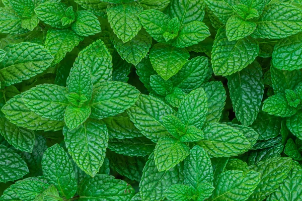 Mint Leaves Background Green Peppermint Leaves Pattern Layout Design Top — Stock Photo, Image