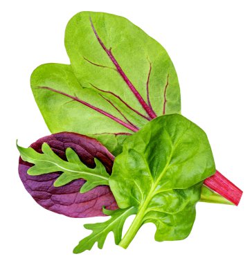 Beyaz arka planda roka, roka, radicchio ve ıspanak karışımı salata. Her gün sağlıklı bir fıçı bira