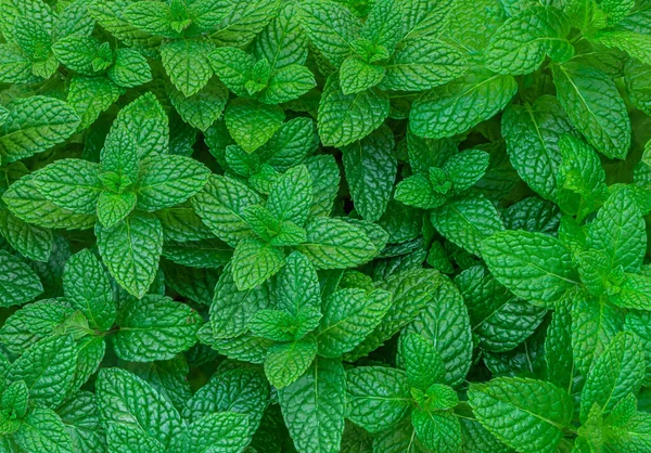 Mint Meninggalkan Latar Belakang Green Peppermint Meninggalkan Desain Tata Letak — Stok Foto