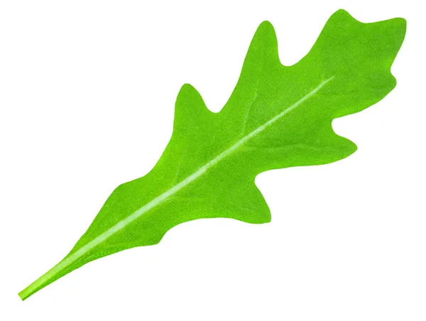 Frische Grüne Rucolablätter Isoliert Auf Weißem Hintergrund Rucola Kräuter Draufsicht — Stockfoto