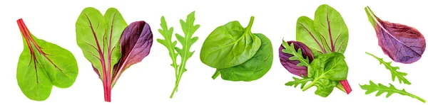 Salad Leaves Collection Isolated Mixed Salad Leaves Spinach Frisee Chard — Stock Photo, Image