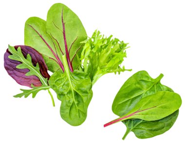 Salata yaprakları beyaz arka planda izole edilmiş. Rozetli salata, ıspanak, turşu ve kuzu salatası.