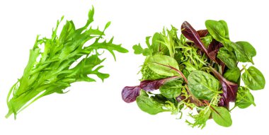 Salata yaprakları beyaz arka planda izole edilmiş. Rozetli salata, ıspanak, turşu ve kuzu salatası.