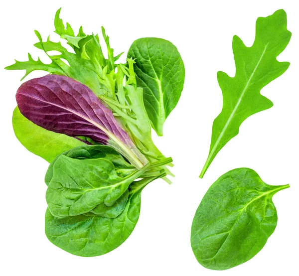 Saladebladeren Mix Geïsoleerd Witte Achtergrond Salade Met Rucola Spinazie Radicchio — Stockfoto