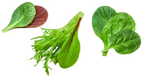 Salad Leaves Mix Isolated White Background Salad Collection Top View — Stock Photo, Image