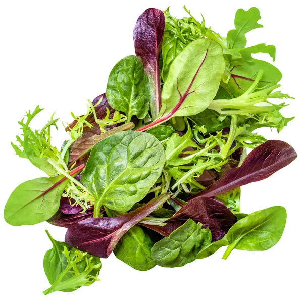 Salata Yaprakları Beyaz Arka Planda Izole Edilmiş Rozetli Salata Ispanak — Stok fotoğraf