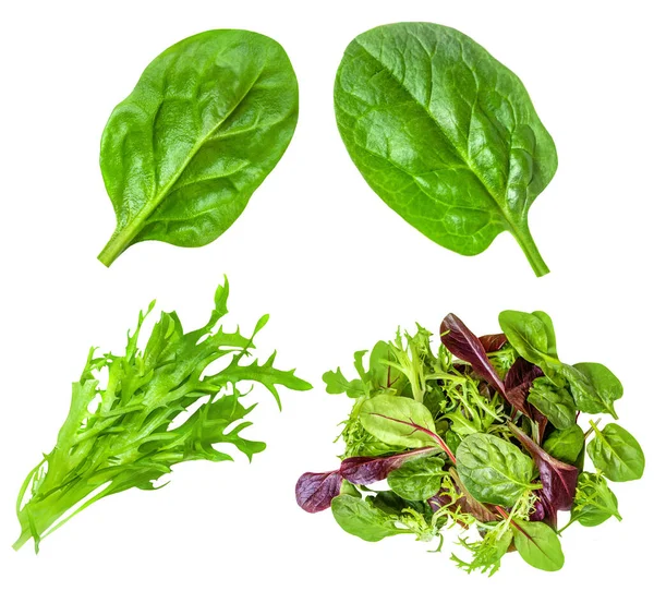 Salatblätter Mischen Sich Isoliert Auf Weißem Hintergrund Salatkollektion Von Oben lizenzfreie Stockfotos