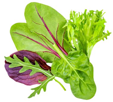 Beyaz arka planda izole salata yaprakları. Salata Koleksiyonu üst görünümü, düz yatış. Yaratıcı layou