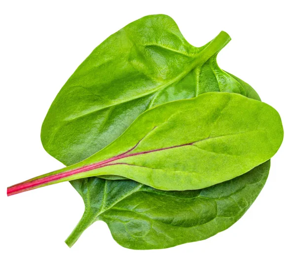 Salatblätter Mit Spinat Radikoblatt Isoliert Auf Weißem Hintergrund Salatkollektion Von — Stockfoto