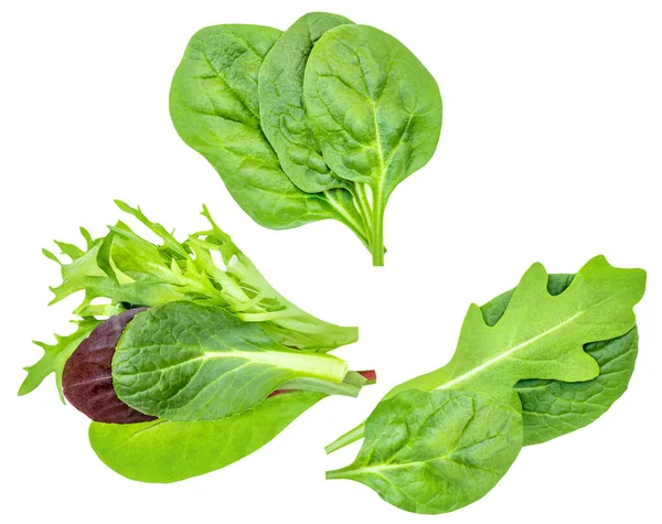 샐러드 Spinach Leaf Ruccola 혼합하여 배경에서 루호를 만든다 샐러드 컬렉션의 — 스톡 사진