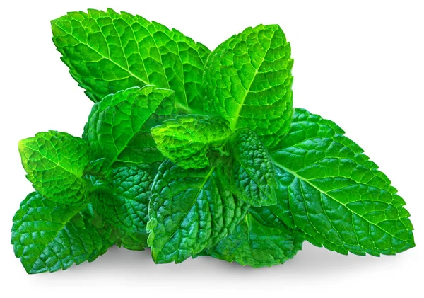 Fresh Mint White Background Mint Leaves Isolated Melissa Peppermint Close Stock Image