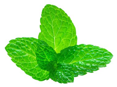 Taze nane yaprakları beyaz arka plan üzerinde izole. Nane Nane, yakın çekim