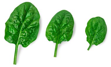 Beyaz arka planda ıspanak yaprakları izole. Taze ıspanaklı Macro. Üst Manzara. Düz yatıyordu.