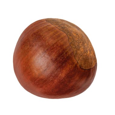 At kestanesi beyaz arkaplanda izole. 