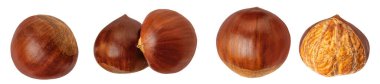 Taze At Kestanesi beyaz arka planda izole edilmiş. Chestnuts Top manzaralı sonbahar yaratıcılığı düzeni. Düz yatıyordu