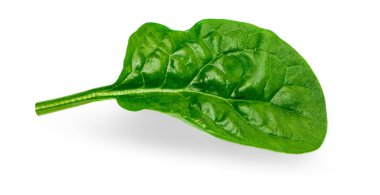 Beyaz arka planda izole edilmiş taze yeşil bebek ıspanak yaprakları yığını. Eıspanak. Yaklaş. Çeşitli Ispanaklı Makro