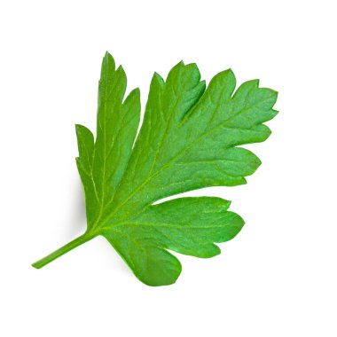 Maydanoz beyaz arka planda izole edilmiş. Taze Maydanoz yakın plan. Gıda tasarım elementleri düzdü. Üst görünüm