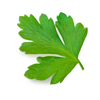 Maydanoz beyaz arka planda izole edilmiş. Taze maydanoz otu yakın plan..