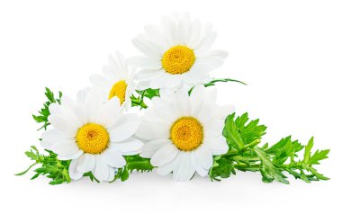 Beyaz arka planda izole papatya ya da papatya çiçeği. Güzel beyaz Daisy (Marguerite) çiçekleri yakın plan