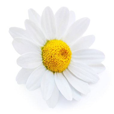 Beyaz arka planda izole papatya çiçekleri. Güzel beyaz Daisy (Marguerite) papatya çiçekleri yakın plan