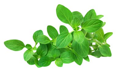 Oregano ya da marjoram yaprakları beyaz arka planda izole edilmiş. Taze, tatlı marjoram bitkisi.