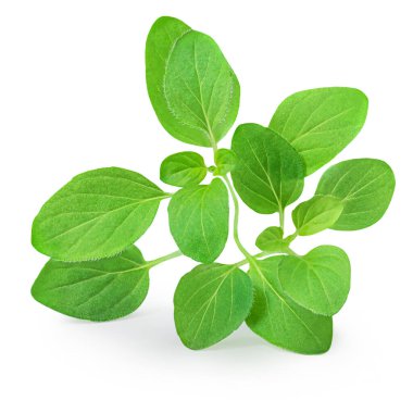 Marjoram izole edildi. Beyaz arka planda Oregano yaprakları. Taze, tatlı marjoram bitkisi.