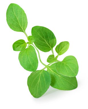 Oregano ya da marjoram yaprakları beyaz arka planda izole edilmiş. Taze, tatlı marjoram bitkisi.