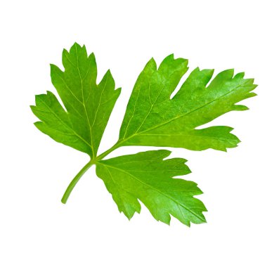 Maydanoz izole. Beyaz arka planda maydanoz otu. Taze Maydanoz yaprağı üst görünümü, düz la