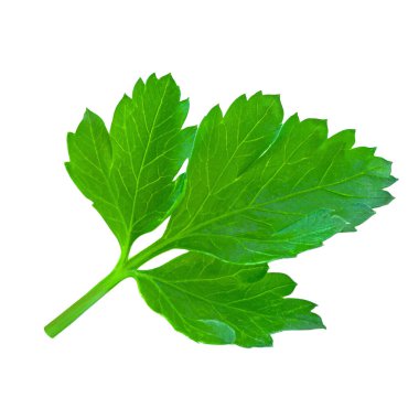 Maydanoz izole. Beyaz arka planda maydanoz otu. Taze Maydanoz yaprağı üst görünümü, düz la