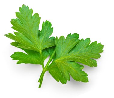 Maydanoz izole. Beyaz arka planda maydanoz otu. Taze Maydanoz yaprağı üst görünümü, düz la