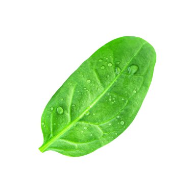 Beyaz zemin üzerinde su damlaları olan taze ıspanak yaprağı. Eıspanak. Yaklaş. Islak yeşil bebek ıspanak yaprakları makro