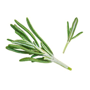 Biberiye izole edildi. Beyaz arka planda biberiye. Üst manzara Rosmary Dal Düz la